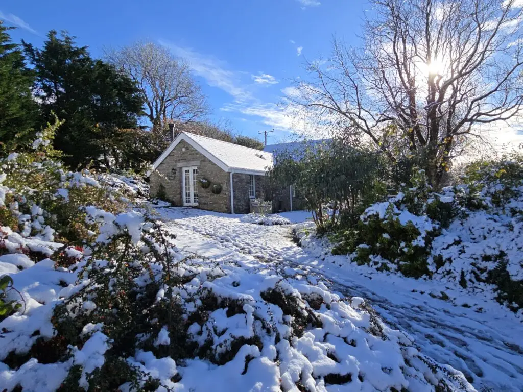 Bright in the snow